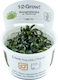 Tropica Bucephalandra Needle Leaf 1-2-Grow Ζωντανό Φυτό Ενυδρείου Bucephalandra