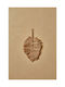 Calma House Decorative Fan Ural Handmade Beige Made of Wicker Material 22x30cm