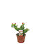 Opuntia Quitensis 12cm