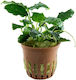 Tropica Anubias Barteri Var. Nana Kirin Lebende Aquariumspflanze Anubias Βarteri