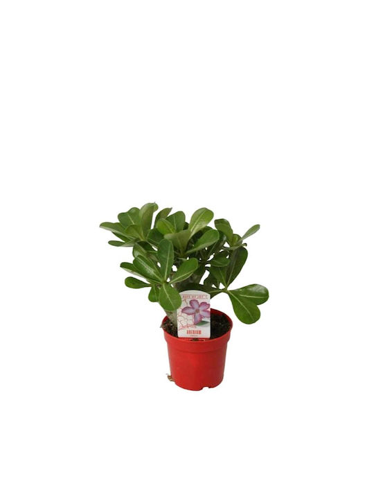 Adenium 'picotee' 10.5cm
