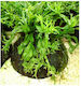 Stoffels Stoffels Pteropus Windelov Coco Microsorum Live Aquarium Plant