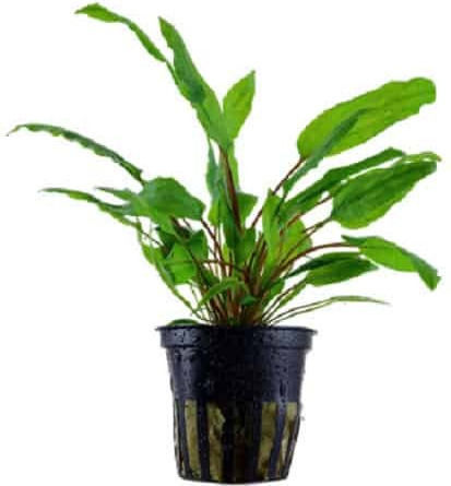 Tropica Cryptocoryne Wendtii Cryptocoryne Nevilli Live Aquarium Plant