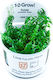 Tropica Rotundifolia Lebende Aquariumspflanze R...