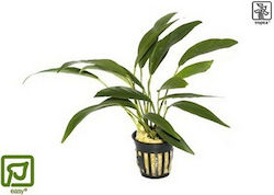 Tropica Potted