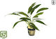 Tropica Topfiertes Lebendes Aquarium Pflanze An...