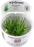 Tropica 1-2-grow Plantă acvatică vie