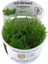 Tropica Moss 1-2-grow Plantă acvatică vie Taxiphyllum