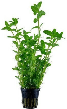 Tropica Caroliniana Potted Bacopa Live Aquarium Plant