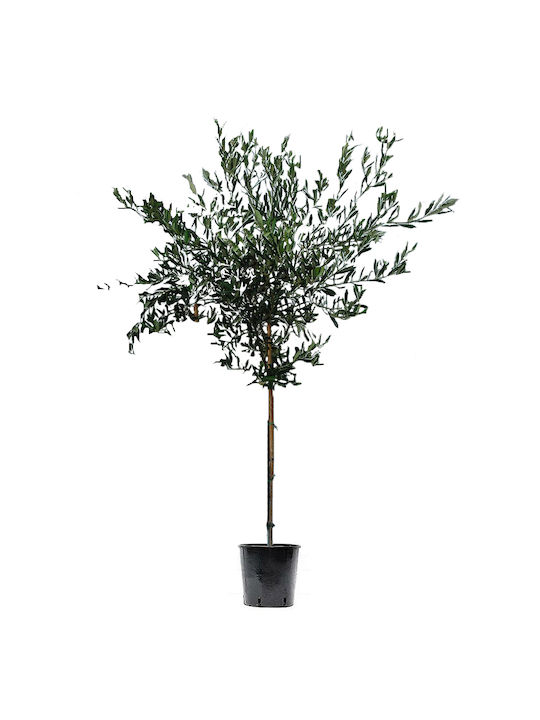 Olea Europaea 65lt - 10-12cm 65lt