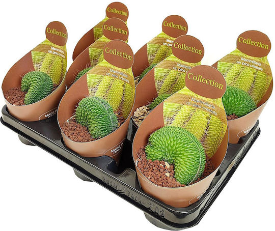 'Un Pico Cristata'