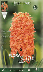 Primasem Seeds Hyacinthus Orange