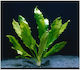Stoffels Lebende Aquariumspflanze Echinodorus Bleheri