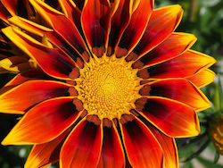 Seeds Gazania 15gr Polychrome