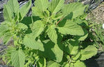 Seeds Amaranthus Blitum 2gr