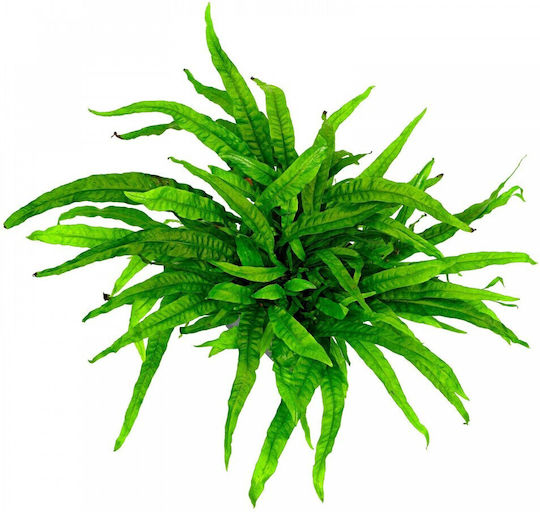 Stoffels S.i Plantă acvatică vie Microsorum