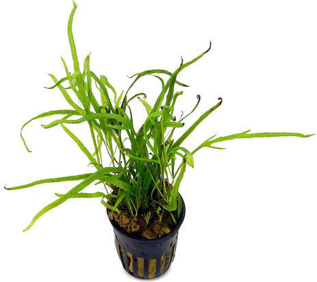 Stoffels S.i Ζωντανό Φυτό Ενυδρείου Microsorum