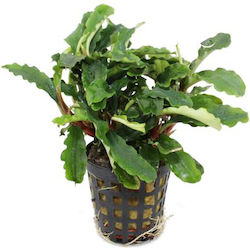 Stoffels S.i Bucephalandra Live Aquarium Plant