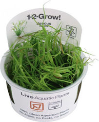 Tropica 1-2 Grow! Plantă acvatică vie Juncus re...