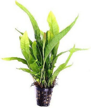 Dennerle Pot Ζωντανό Φυτό Ενυδρείου Microsorum