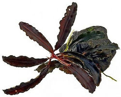 Misirlis Aquarium Bucephalandra 19199 Misirlis Aquarium Bucephalandra 19199