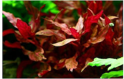 Misirlis Aquarium Alternanthera 12619