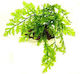 Misirlis Aquarium Bolbitis Live Aquarium Plant