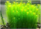 Misirlis Aquarium Lebende Aquariumspflanze Pogostemon