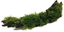 Misirlis Aquarium Moss Java 18489