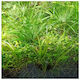 Misirlis Aquarium Lebende Aquariumspflanze