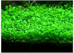 Misirlis Aquarium Live Aquarium Plant