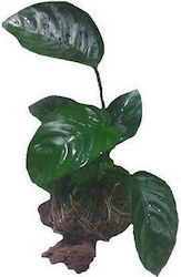 Misirlis Aquarium Anubias Βarteri 10791