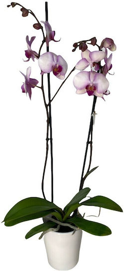 Orchideen