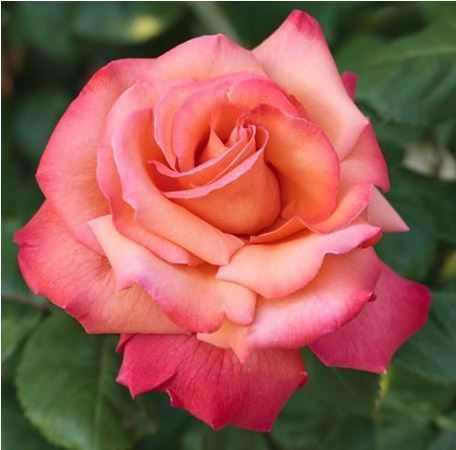 Rose 2Es