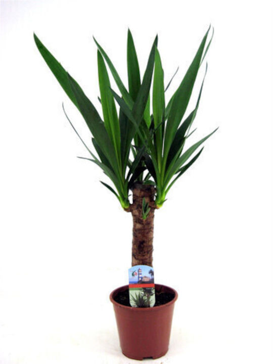 Dracaena