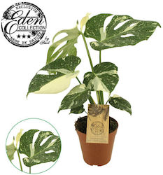 Monstera Höhe 15cm