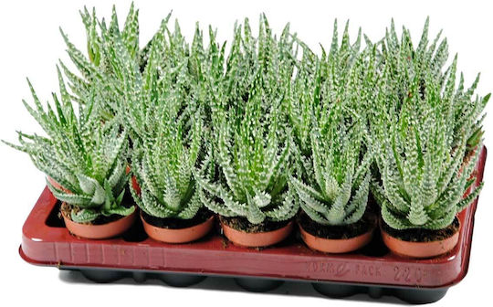 Aloe Humilis 5.5cm