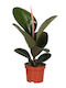Ficus Elastica 'robusta' 12cm
