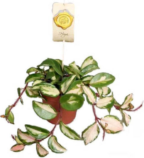 Hoya HOYATRICOL12CM