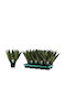 Green Leaf Sukkulente Innenbereich Höhe 35cm