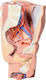 Erler Zimmer Internal Organs Model