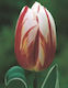 Σπόροι Τουλίπας Λευκό