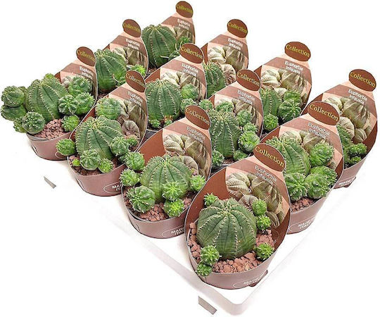 Euphorbia Infausta 6,5cm