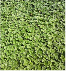 Evotris Dichondra Reppens Semințe Gazon Dichondra 1.0kg