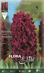 Gemma Hyacinth Seeds 3pcs