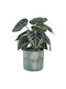 Artificial Plant in Small Pot Halona Multicolour 28cm Marhome