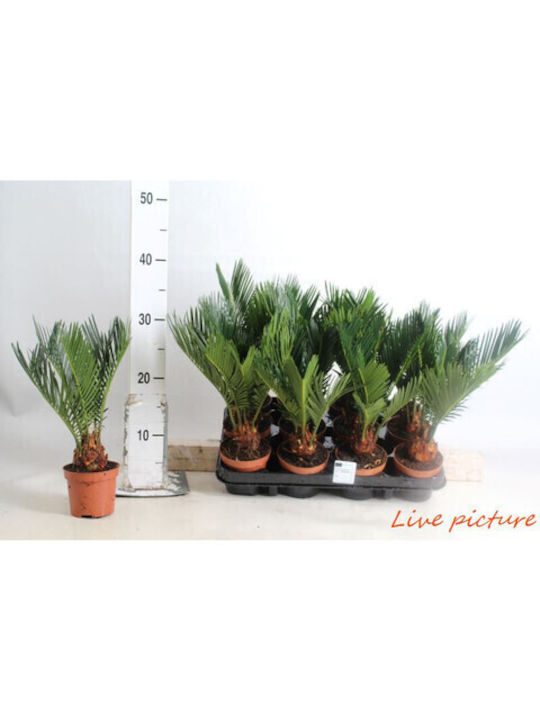 Cycas