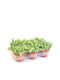 Succulent Height 15cm