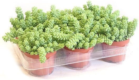Succulent Height 15cm