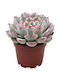 Echeveria Shira 6cm